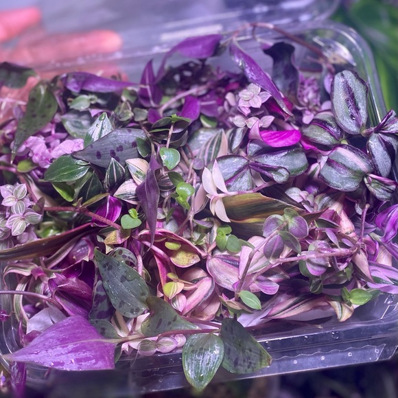 Rainbow tradescantia bundle- 10 varieties including rare cultivars - Picture 3 of 12